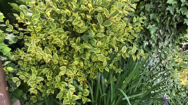 В ЮЖНОМ САДУ НАЧИНАЕТСЯ ФЕЕРИЯ РОЗ смотреть онлайн