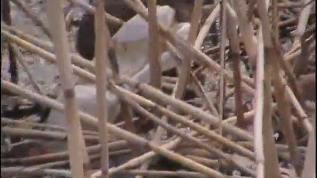 25,04, ондатра смотреть онлайн