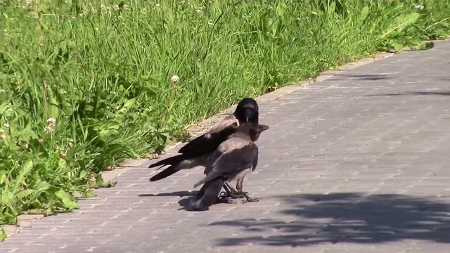 Ворона с картошкой. / Crow potatoes. смотреть онлайн