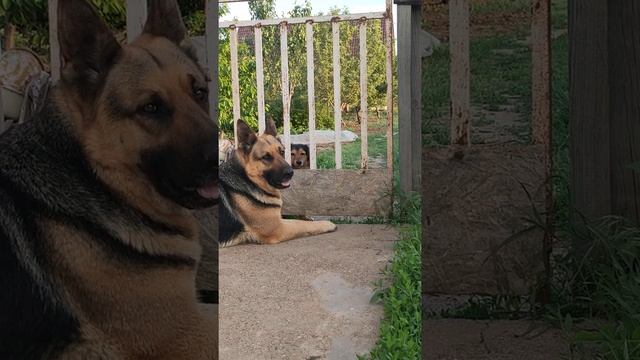 Арестант и надзиратель ;) #арестант #собаки #смешныеживотные #собачки смотреть онлайн