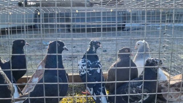 Голуби цены Птичий рынок г Беслан смотреть онлайн