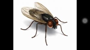 А муха тоже вертолёт