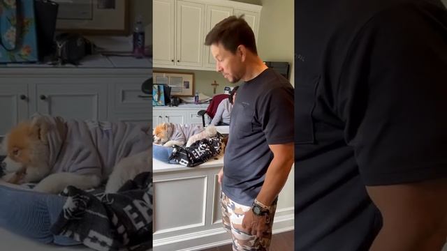 Municipal dog with Mark Wahlberg смотреть онлайн