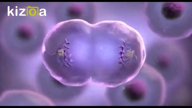 mitoza смотреть онлайн