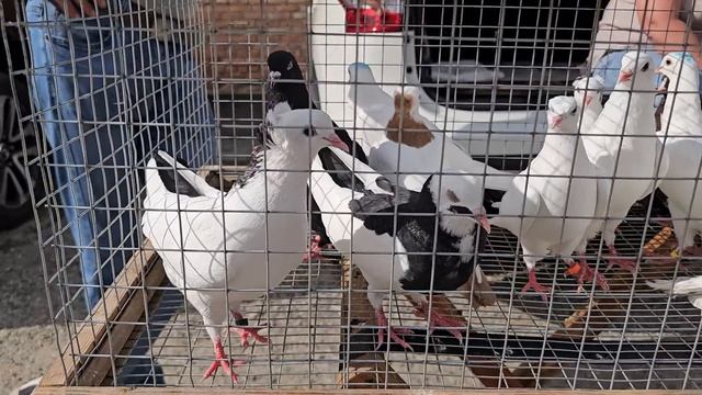 Голуби цены Птичий рынок г Прохладный смотреть онлайн