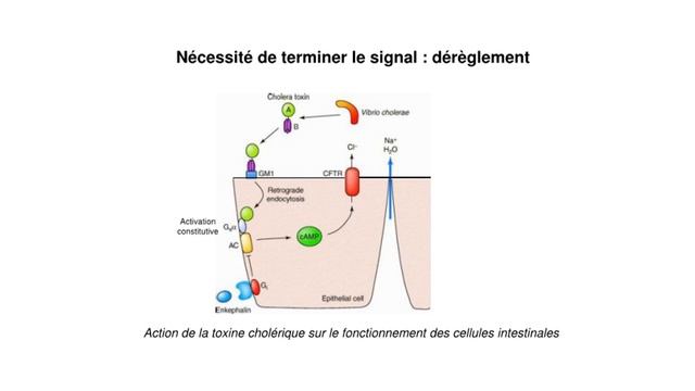 endocrino Bi338 cours3 смотреть онлайн