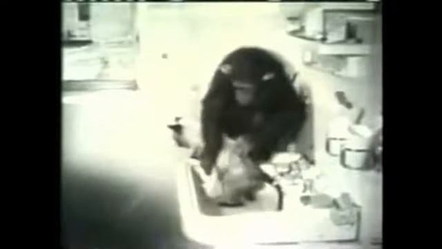 Моем моем трубочиста Обезяна моет кошку смотреть онлайн