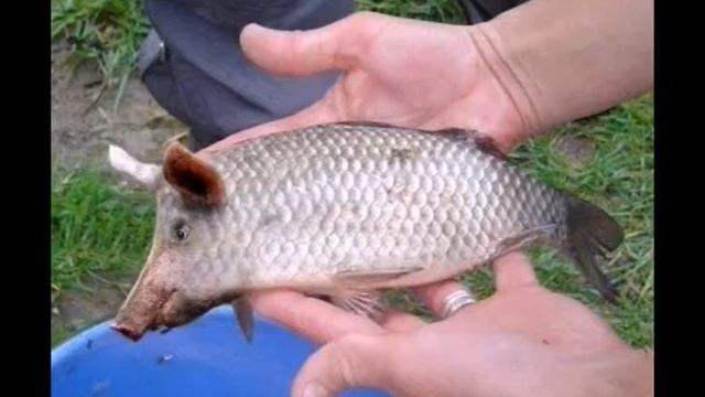 Мутанты Чернобыля шок... смотреть онлайн