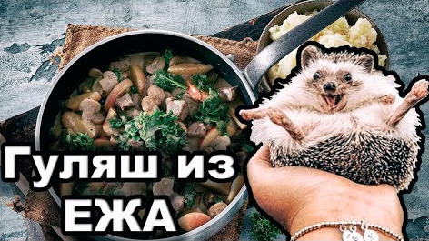 ГУЛЯШ ИЗ ЕЖА мясо ежа смотреть онлайн
