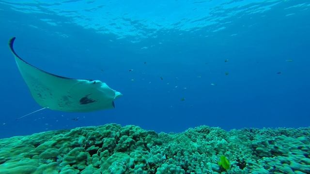 Manta ray video 3 30 14 смотреть онлайн