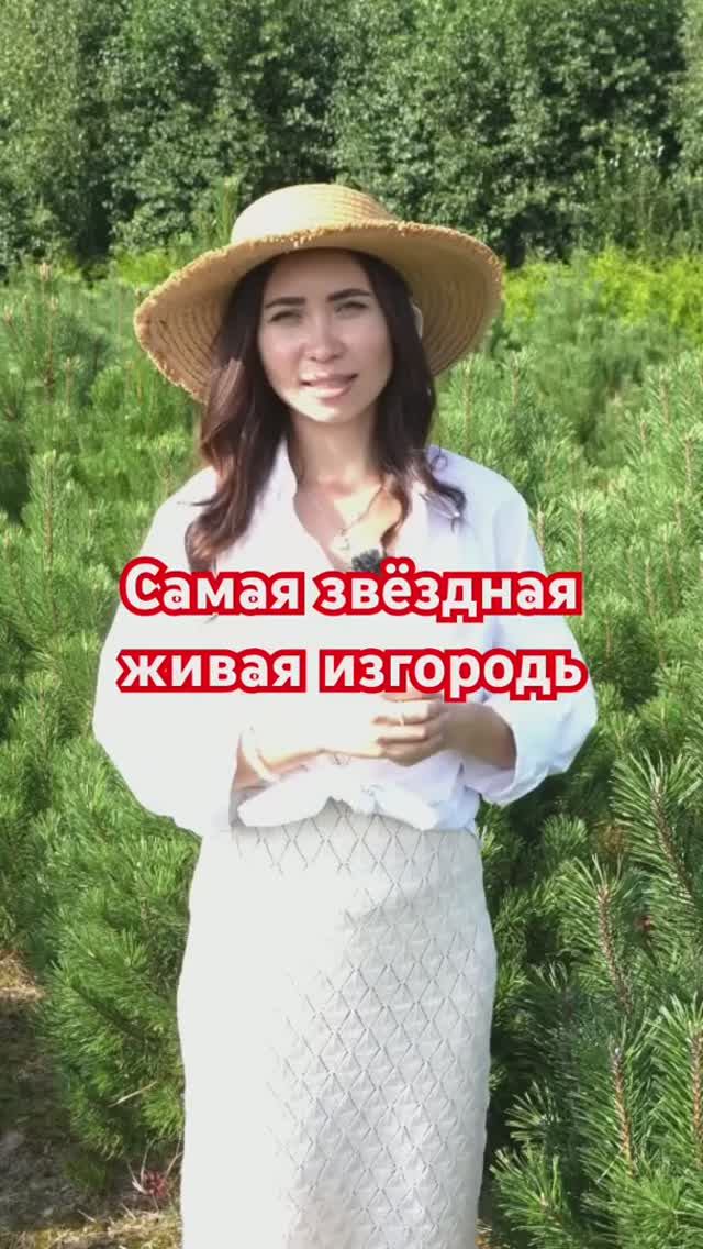 Звёзды выбирают ЖИВУЮ ИЗГОРОДЬ из ТУЙ (и вот почему) смотреть онлайн