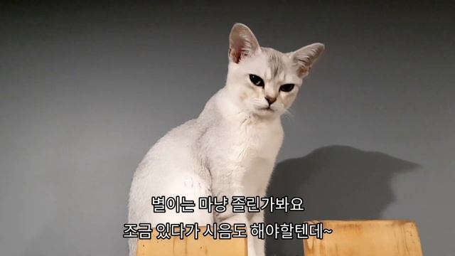 Petoneer 스마트 펫 정수기 개봉기 - 고양이 음수량 늘리기 성공? Pet water fountain - increasing water consumption смотреть онлайн