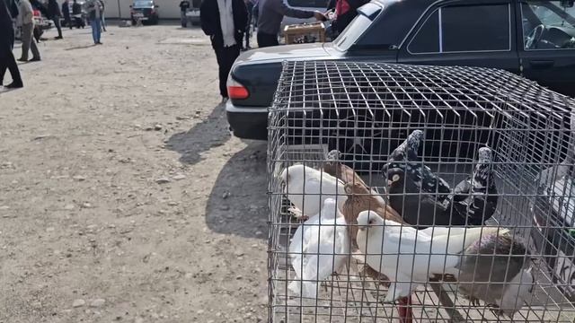 Голуби цены Птичий рынок г Прохладный смотреть онлайн