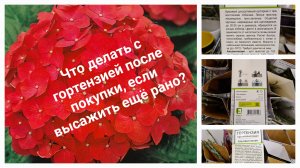 Что делать с гортензией после покупки, когда высаживать рано или нет возможности...
