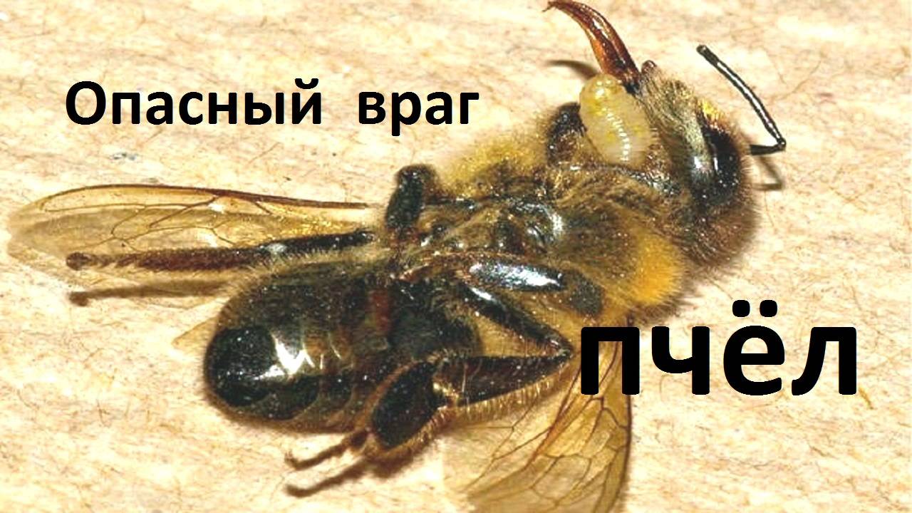 Опасный враг пчел смотреть онлайн