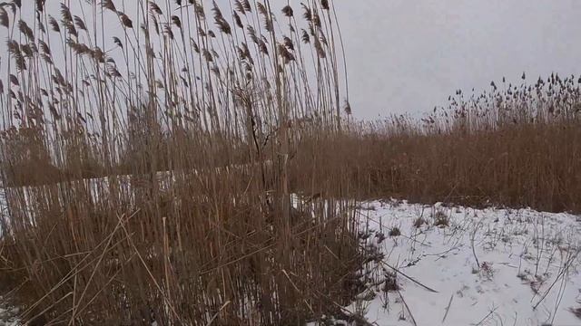 Добыли два шакала с гончими смотреть онлайн