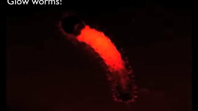Corn earworm (Helicoverpa zea) time-lapse смотреть онлайн