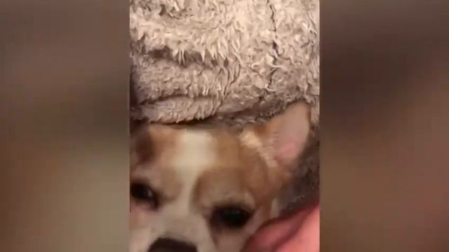 Четвероногие Друзья смотреть онлайн