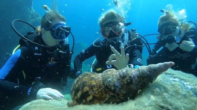 Triton's trumpet from Ammouliani Chalkidiki Greece смотреть онлайн