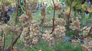 Виноград Дублянский