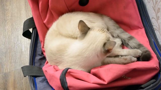 Феликс // Мой котик =^.^= смотреть онлайн