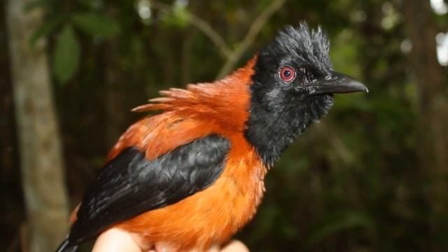 ЯДОВИТЫЕ ПТИЦЫ, которые могут УБИTЬ ЧЕЛОВЕКА смотреть онлайн