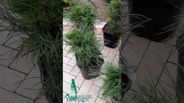 🌲Сосна Варелла | Telegram: https://t.me/love_is_hvoiny_dvorik смотреть онлайн