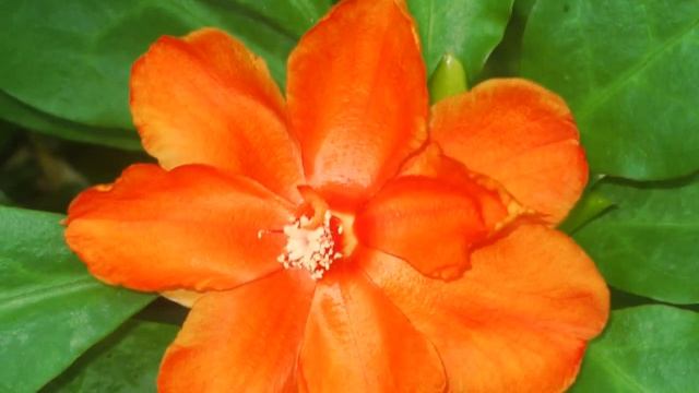 All flowers of Rainbow for you my Dear * B-Tribe * Fiesta Fatal * смотреть онлайн