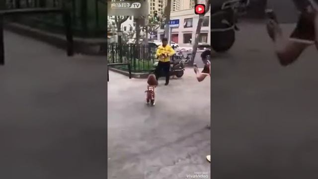 Очень умная собака смотреть онлайн