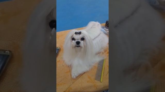 Мальтезе Гоша смотреть онлайн