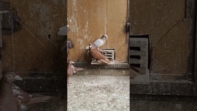 Красные спортивные голуби смотреть онлайн