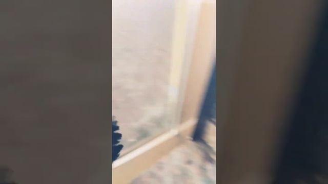 спасение голубя #голуби #москва #2023 #спасение #все #живые смотреть онлайн