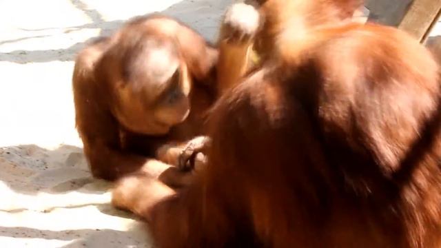 День рождения орангутанга Васи. Orangutan Vasya's Birthday Party смотреть онлайн