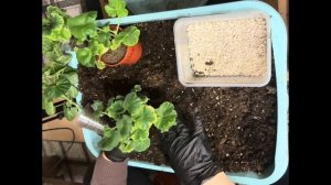 Пересадка полученных черенков пеларгонии. Тонкости первых поливов.