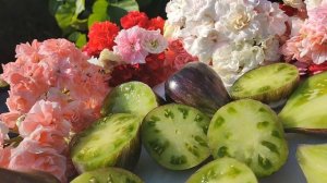 Томат ИЗУМРУДНАЯ ПАРЧА от Софии Сааковой. Настоящий шедевр!