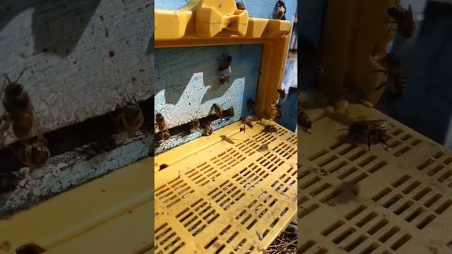 Ура! Первая пыльца в Сибири #сибирь #shorts #пасека #пчелы #мед #здоровье #бакфаст #сибирь смотреть онлайн