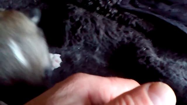 Щенки волкособы 23 день от роду смотреть онлайн