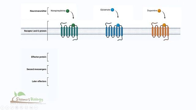 G protein signaling pathway | GPCR cell signaling смотреть онлайн