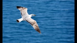 Понтиака трагуди - Ποντιακα τραγυοδια laxana