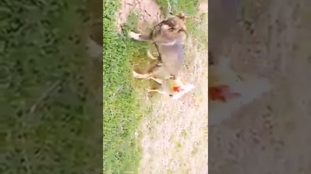 Щенок и Петушок смотреть онлайн