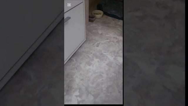 наши кошки и собаки играют в murder mystery 2 кто же убийца?