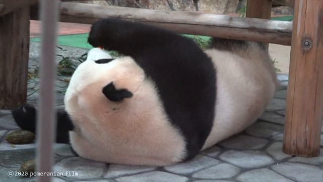 【‘20.7月24日✨賑やか4連休💦】大行列/浜家🐼/TV撮影🎥/パンダラブ屋内解禁🐾歩きながら観覧/レッサーパンダ/アルマジロ/ナマケモノ/駅長🐶/モモイロペリカン/馬/panda/digest смотреть онлайн
