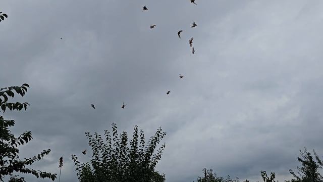 Голуби 100+ уделить время всем смотреть онлайн