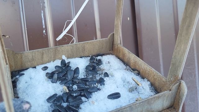 Солнечный день на даче🌞самоочищающаяся теплица смотреть онлайн