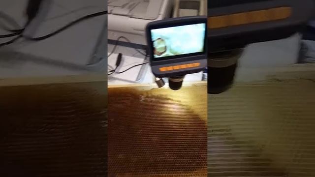 Электронный микроскоп пчелиные матки смотреть онлайн