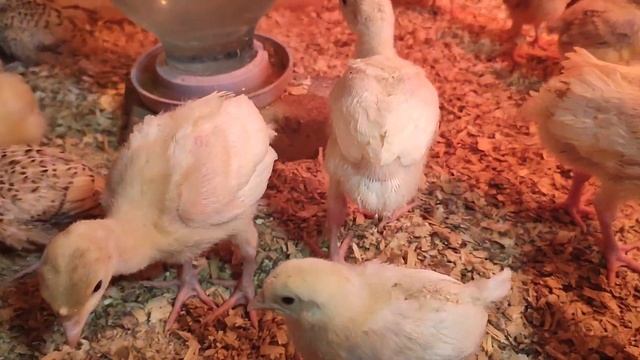 Мои гуси умеют плавать, а утки ещё и нырять. смотреть онлайн