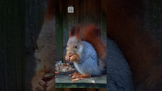 ГОЛОДАТЬ НЕ БУДЕТ \ HE WON'T STARVE смотреть онлайн