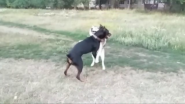 Хенк и Зира смотреть онлайн