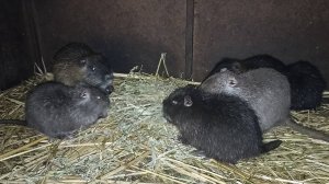 РАССАЖИВАЕМ молодняк НУТРИЙ. 20.11.24.