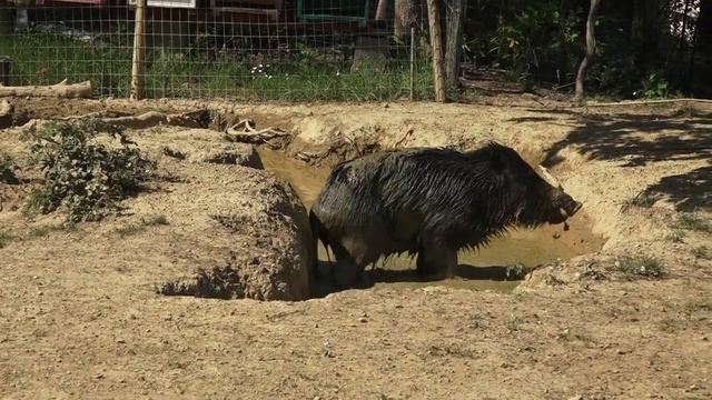 Cinghiali che fanno il bagno di fango davanti a me senza problemi смотреть онлайн